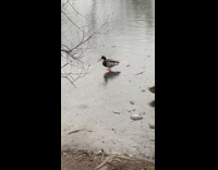 Duck tries to eat dead frog whole 