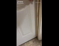 Girl opens door for dogs at hotel