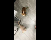 2 cats sit before playing with toy 