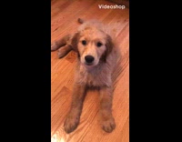 brown puppy dog hiccups