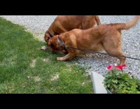 Two dogs sniffs box turtle on street
