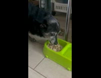 Dog eat and growls when filmer approaches