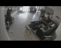 Dog drag pull down Christmas tree footage