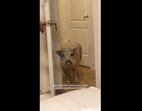 Woman sleeps over at friends house with a pet pig