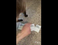 Cat plays Cards Against Humanity 