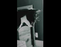 Black and white cat sits on a drawer