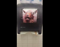Goat picture on towel dispenser