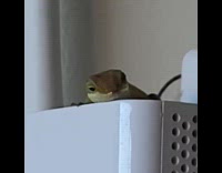 Lizard rest on top of outlet control