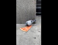 Collab WINY - Pigeon eats a new york style pizza