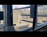 Meerkat Sits Still on Chair Behind Truck