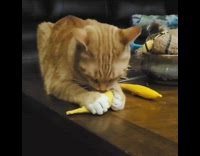 Brown cat bites unpeeled banana coffee table 
