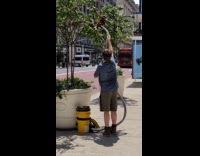 Man using bee vacuum to remove bees