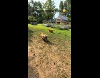 Dog grunts person comes on farm