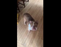 Bulldog hump kibble sack caught by woman