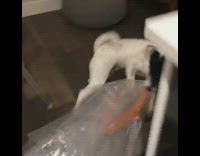 Black and White Dog Drags Plastic Bag Across Wood Floor