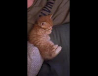 Cat on bed sleeps at man arm