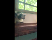 Raccoon opens window door and pushes it aside