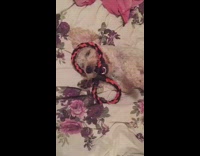Small white dog on bed has red rope in mouth 