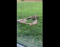 Collab BitchMp - Bobcat family laying in womans yard