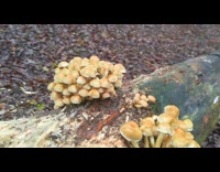 Brown mushroom fungus grows on tree trunk 