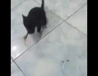 Puppy walks back in circle and poops