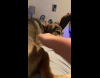 Dog whines and begs for  belly scratch