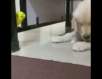 Golden retriever puppy looks at yellow bird 