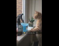 Orange kitten stands looks out window candle