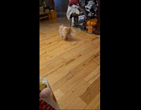 Dog gets zoomies runs inside the house