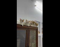 Collab PLC - White Cat family line up on top of cabinet