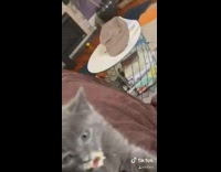 Collab BitchIG2 - Grey kitten cat brain freeze