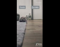 Grey kitten does this or that challenge 