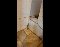 Ants move and carry dead lizard part 2