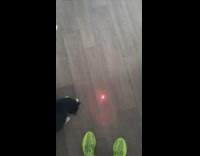 Black kitten plays with laser 