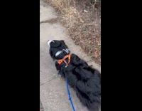 Dog heard siren and started to howl