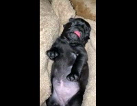 Sleeping black pug puppy stretches its arms 
