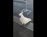 White cockatoo peck fist of the filmer