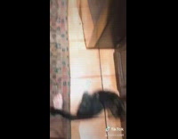 Four dogs and two cats in kitchen 