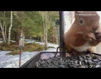 Squirrel stands on feeder and eats seeds 