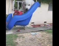 Puppy dog sits blue red baby swing 