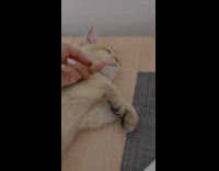 Collab PLC - Lady Scratches Tedious Cat Cheeks with Finger 