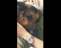 dog crying girl college