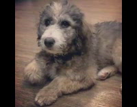 Gray dog has the hiccups