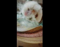 Cat paw pressed toes on wall dome