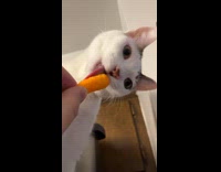 Collab PLC - Cat loves eating Cheetos given by owner