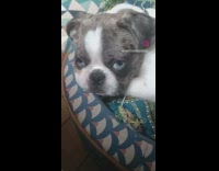 Collab PLC - Tired Blue-Eyed Pug Stares at Lady