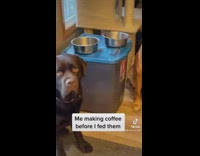 Two dogs sitting on floor staring at camera