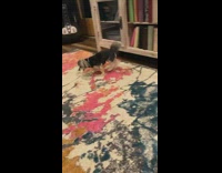 Collab Pets For All - Dog crawls under television stand ball toy