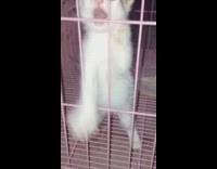 Kitten cat meows climbs pink crate bars 