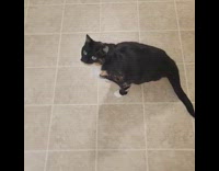 Pet cat meows and roll over as owner commands